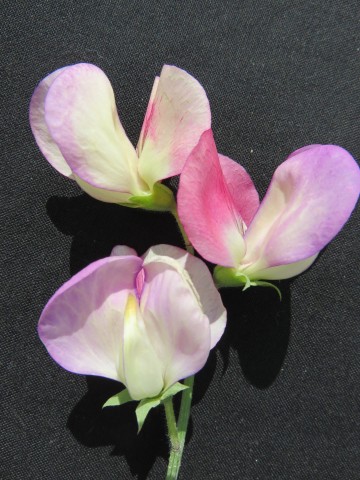 'Fire and Ice' an Old Fashioned sweet pea.