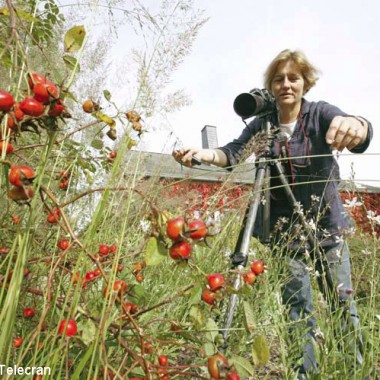 Doddington Place Gardens -  - Faversham, Sittingbourne, Kent