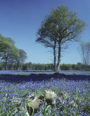 Doddington Place Gardens -  - Faversham, Sittingbourne, Kent