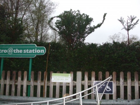 A fledgling topiary teapot at Etchingham Station, Sussex. 