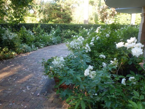 White gardens are extremely popular in South Africa.  'This is very popular with bridal parties' says Paul Rice.