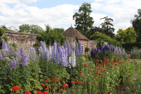 A thrilling array of delphiniums in the walled garden at Godinton House, Kent.