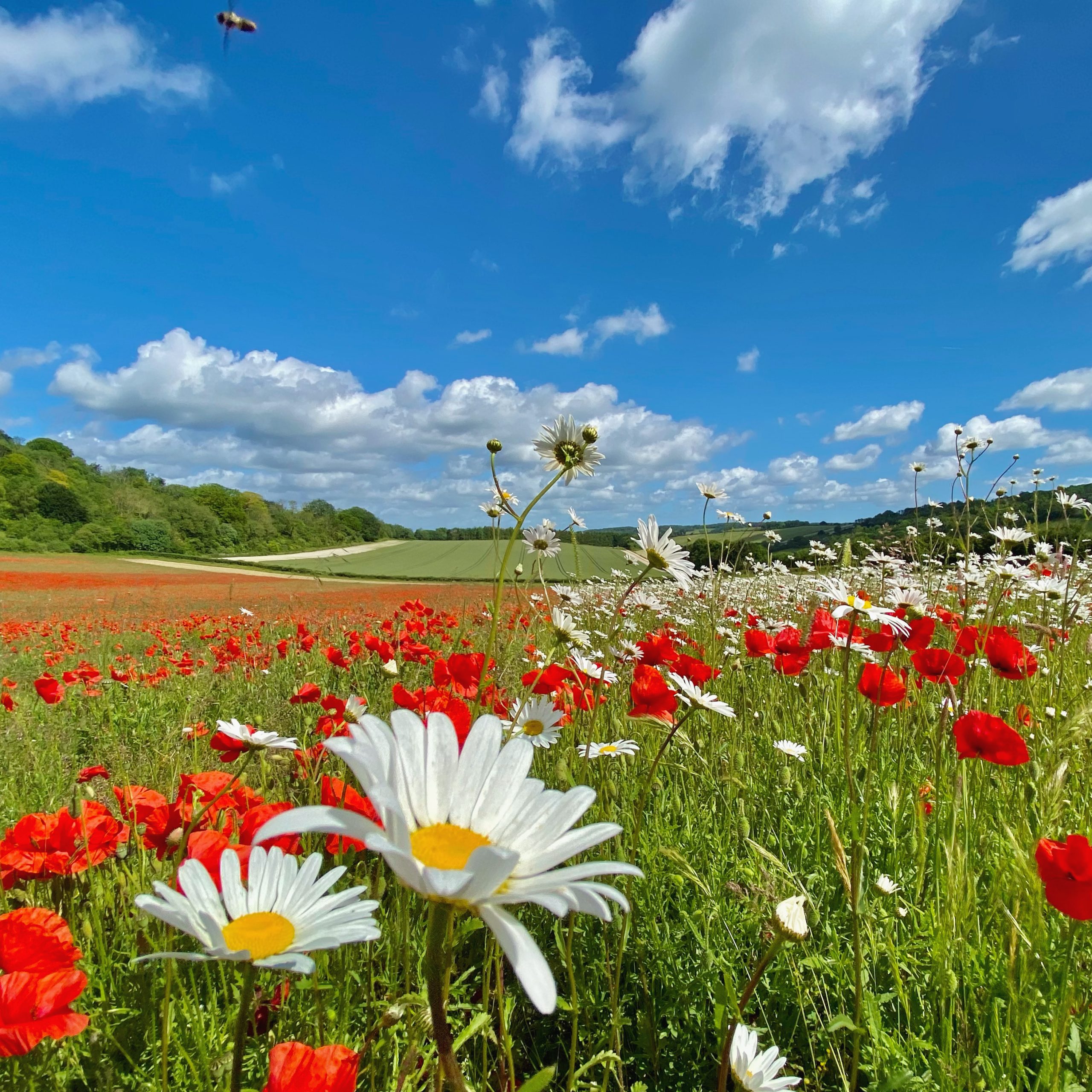 Oxeye daisies and poppies flourishing in Crundale Valley, Kent