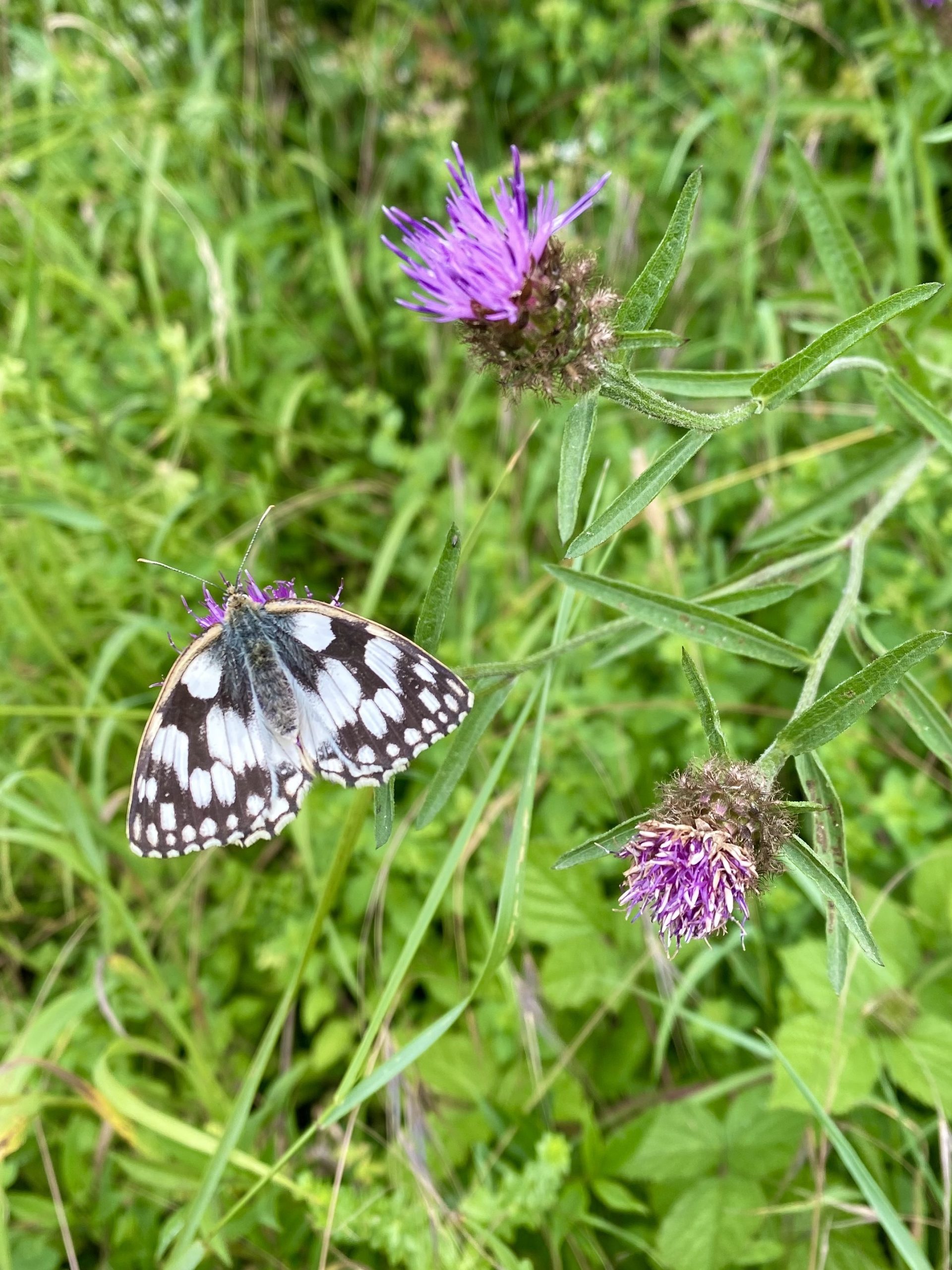 Marbled white butterfly with knapweed