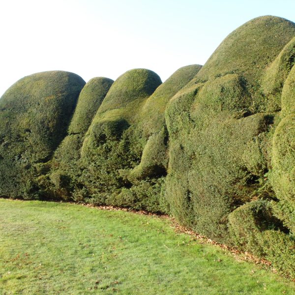 Hedges