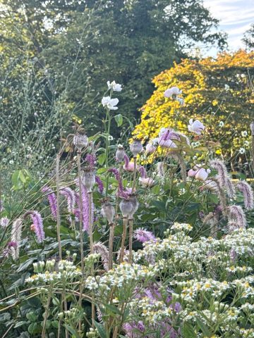 Tips for Heatwave Gardening